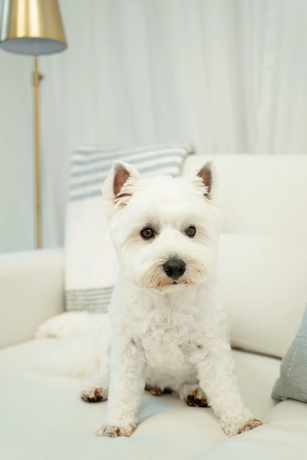 Louie