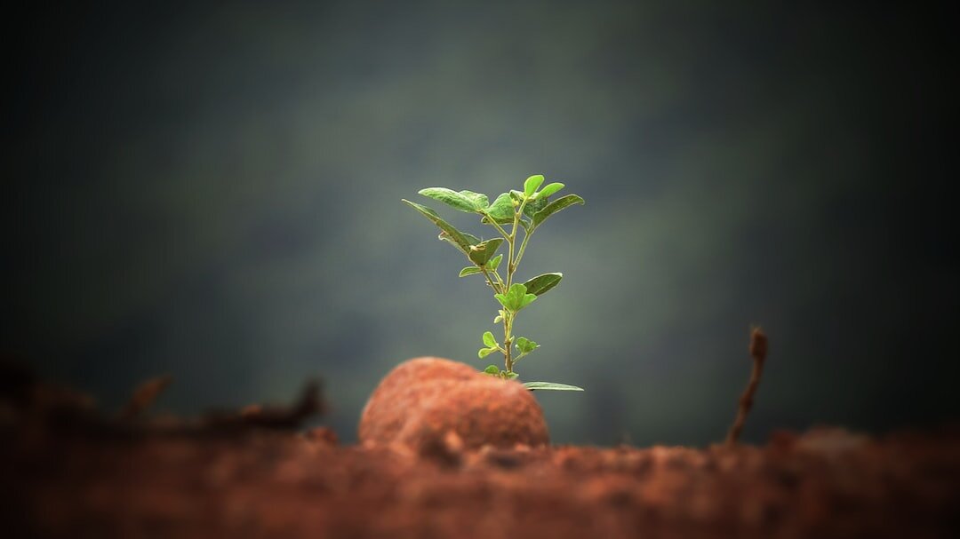 A tiny green seedling sprouts from a small reddish-brown stone against a blurred, dark background.